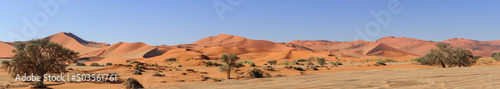 Acacia trees and dunes in the Namib desert / Dunes and camel thorn trees , Vachellia erioloba, in the Namib desert, Sossusvlei, Namibia, Africa.