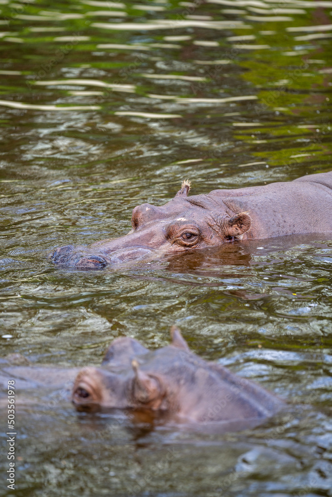pływający w wodzie hipopotam, widoczne oczy i uszy - obrazy, fototapety, plakaty 