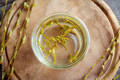 Preparation of a homemade herbal tincture from willow buds and bark photo