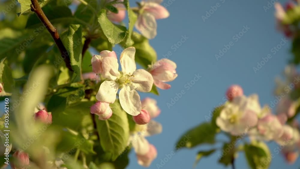 Slow motion. Pink and white flower on an apple tree Slow motion. Pink and white flower on an apple tree