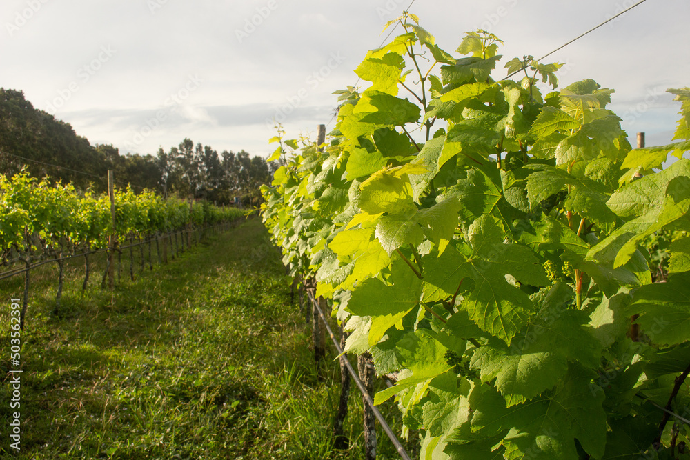 detail of leaves in grape plantation on a cloudy day detail of leaves in grape plantation on a cloudy day