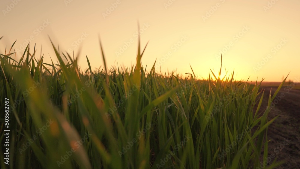 Shoots of young sprouts on field in spring. Green wheat sprouts on field in rays of sunset. Wheat farming, agribusiness. Green grass on field.Slow motion. Concept of life, growing sprouts. Grow food.