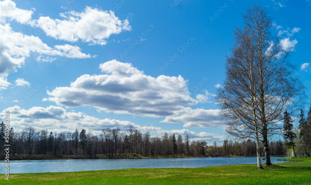 Obraz premium landscape with trees