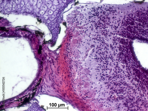 Sagittal section through olfactory bulbs and nasal cavity of marsh frog  (Pelophylax ridibundus). Olfactory Nerve. Hematoxylin and Eosin Staining (H&E stain).  photo