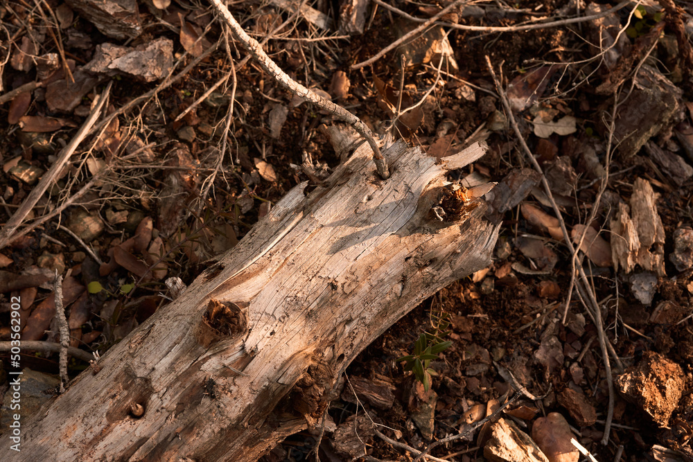 Fallen tree of wood with warm autumn tones Fallen tree of wood with warm autumn tones