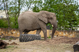 bardzo stary słoń afrykański w zoo