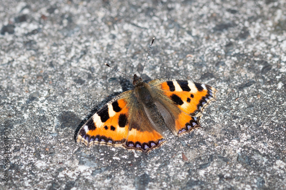 Small Tortoiseshell butterfly on stony ground Small Tortoiseshell butterfly on stony ground