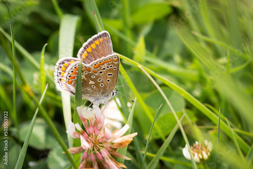 Common Blue butterfly female on red clover