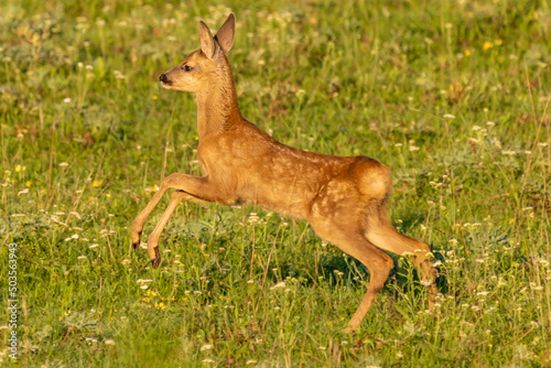 Roe deer - Capreolus capreolus - jumping on meadow with some flowers. Photo from Kisújszállás in Hungary.