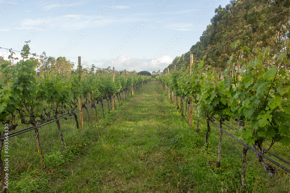 large plantation of grapes in a late afternoon