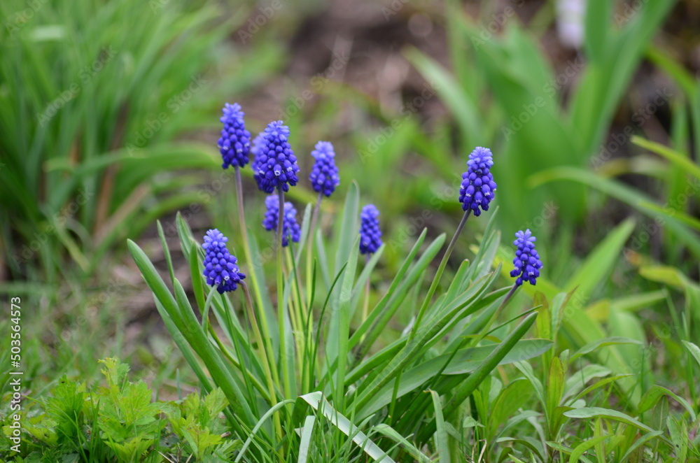purple crocus flowers