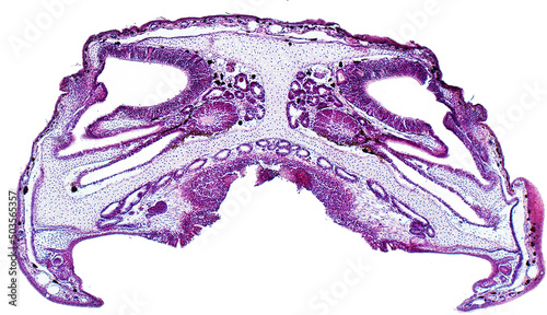 фотографія Cross section of the head marsh frog (Pelophylax ridibundus)