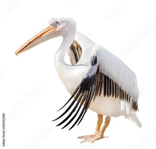 large isolated pure white pelican photo