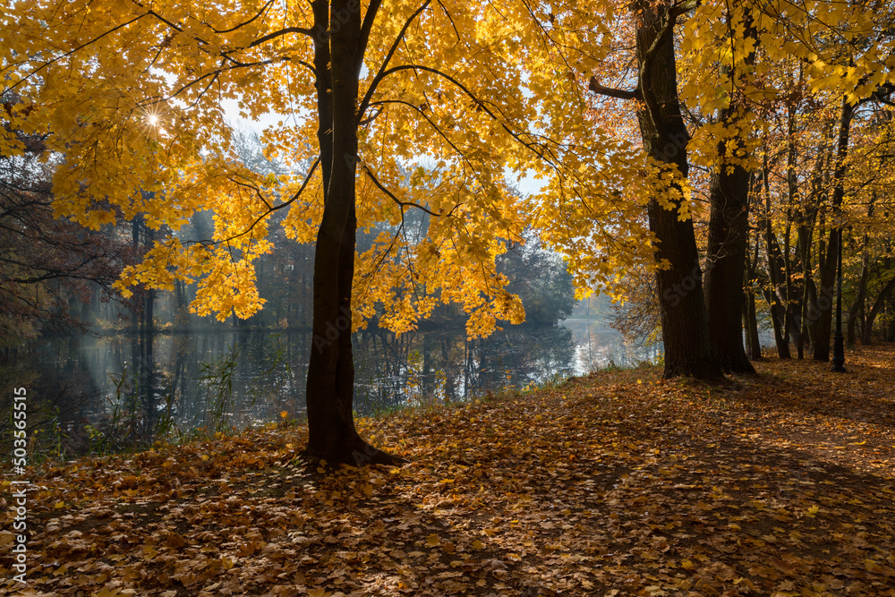 Fototapeta premium On the banks of the pond in the park, fall colors of the leaves.