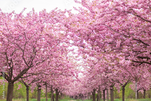 Photography Alley of pink cherry blossoms in Berlin