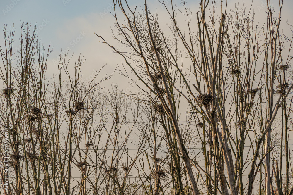 Great Blue Heron Nests in Ohio
Great Blue Heron Nests in Ohio