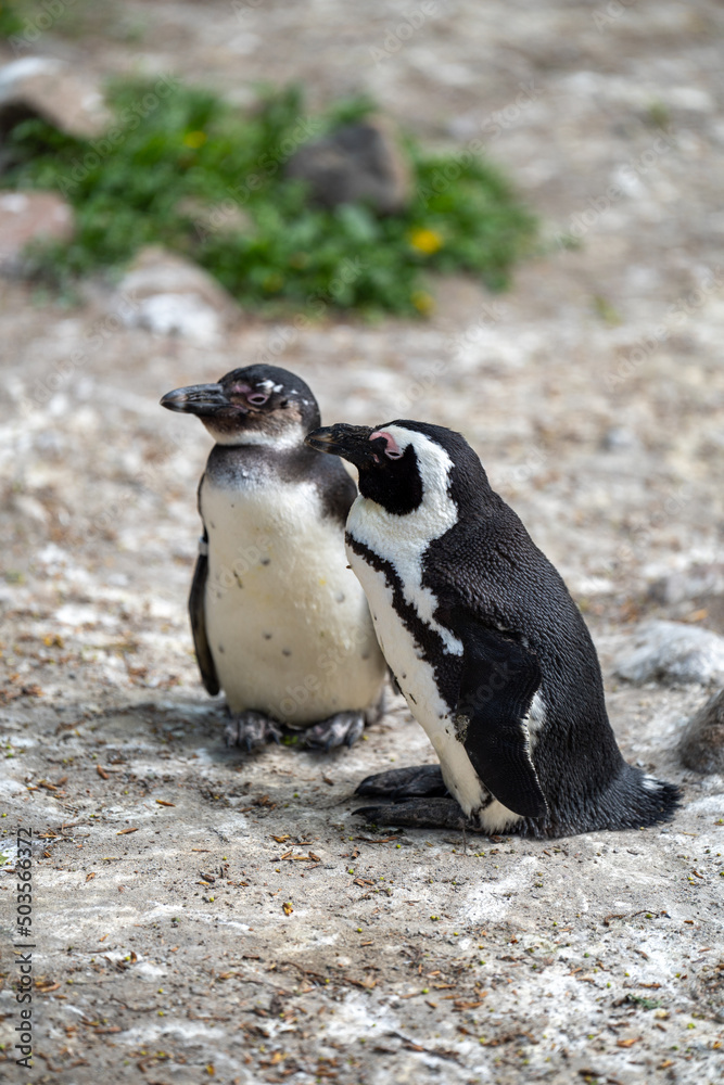 Naklejka premium zbliżenie, mały czarno biały pingwin, wybieg w zoo