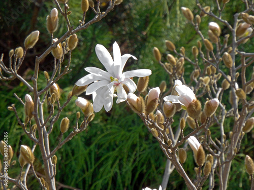 Obraz na płótnie biały kwiat magnolii gwiaździstej, Magnolia stellata, puszyste, pąki kwiatowe w salonie