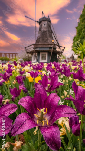 Windmill and tulips in Pella, Iowa #503566311