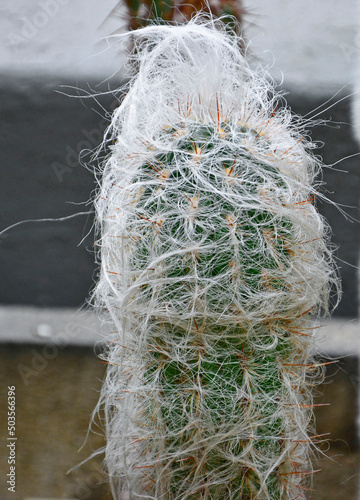 Kaktus Oreocereus lub cephalocereus senilis w doniczce, biały włochaty kaktus photo