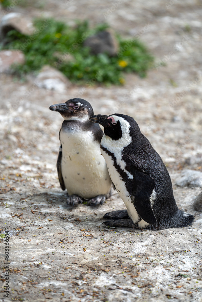 Fototapeta premium zbliżenie, mały czarno biały pingwin, wybieg w zoo