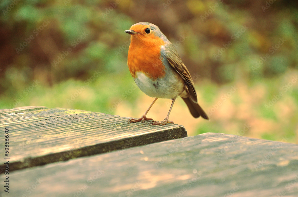 European robin standing on a wooden garden table