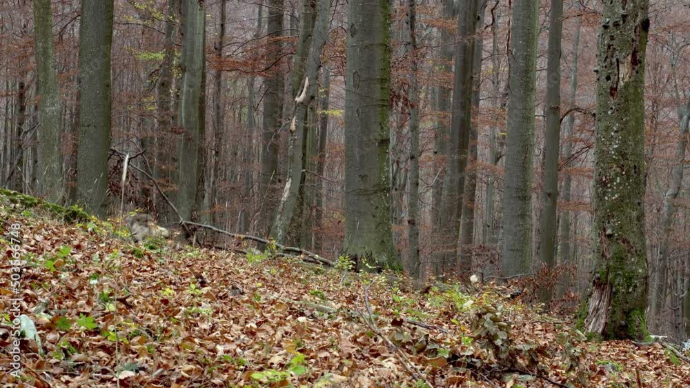 European Gray Wolves (Canis Lupus Lupus) Is Running In The Forest European Gray Wolves (Canis Lupus Lupus) Is Running In The Forest