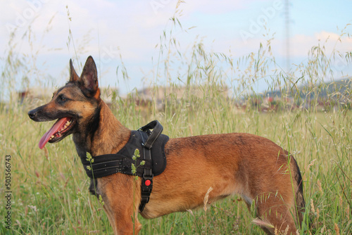 Fototapeta Naklejka Na Ścianę i Meble -  german shepherd dog