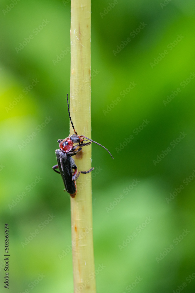 Cantharis rustica - Cantharis Beetle - Téléphore moine - Cantharide rustique Cantharis rustica - Cantharis Beetle - Téléphore moine - Cantharide rustique