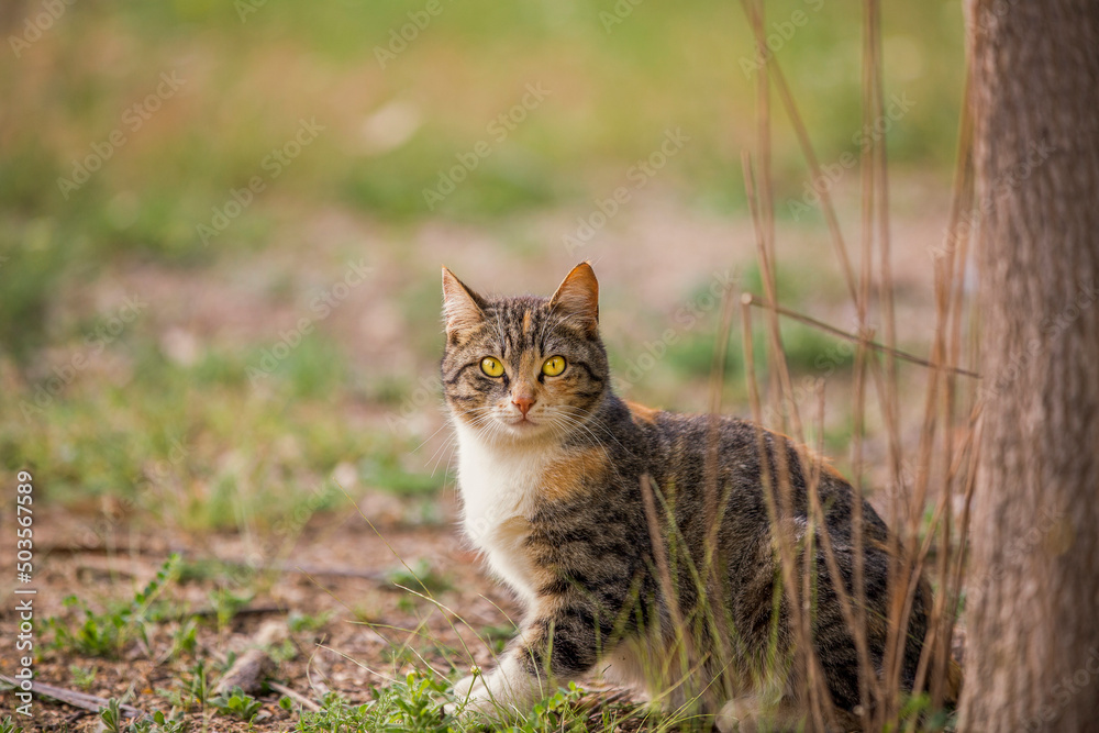 Tabby cat with yellow eyes Tabby cat with yellow eyes