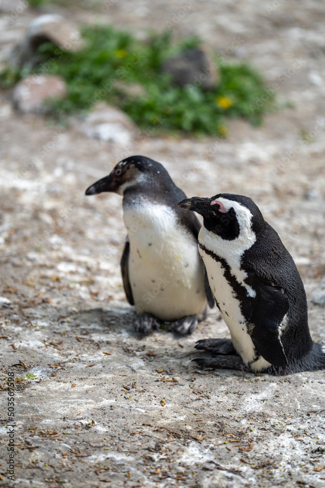 Naklejka premium zbliżenie, mały czarno biały pingwin, wybieg w zoo