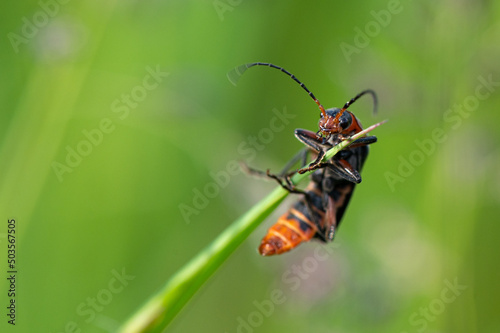Cantharis rustica - Cantharis Beetle - Téléphore moine - Cantharide rustique © Thomas