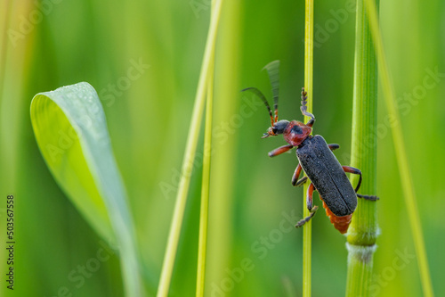 Cantharis rustica - Cantharis Beetle - Téléphore moine - Cantharide rustique