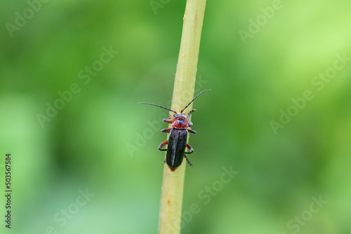 Cantharis rustica - Cantharis Beetle - Téléphore moine - Cantharide rustique