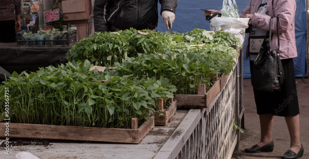 Fototapeta premium An elderly woman and a man choose seedlings in the market. Sowing in open ground, the process of selling plants. Growing food.