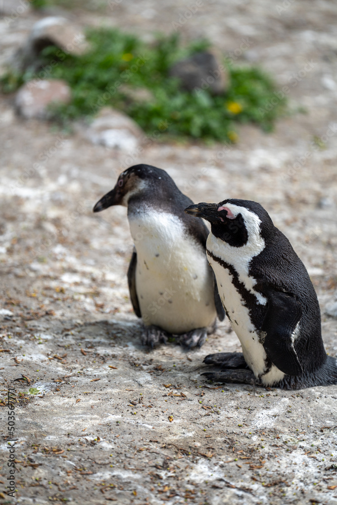 Fototapeta premium zbliżenie, mały czarno biały pingwin, wybieg w zoo