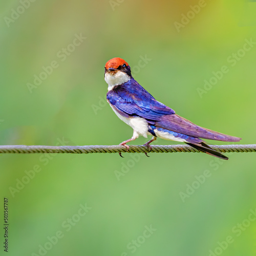 Wire Tail Swallow looking into Camera While sitting on a wire photo