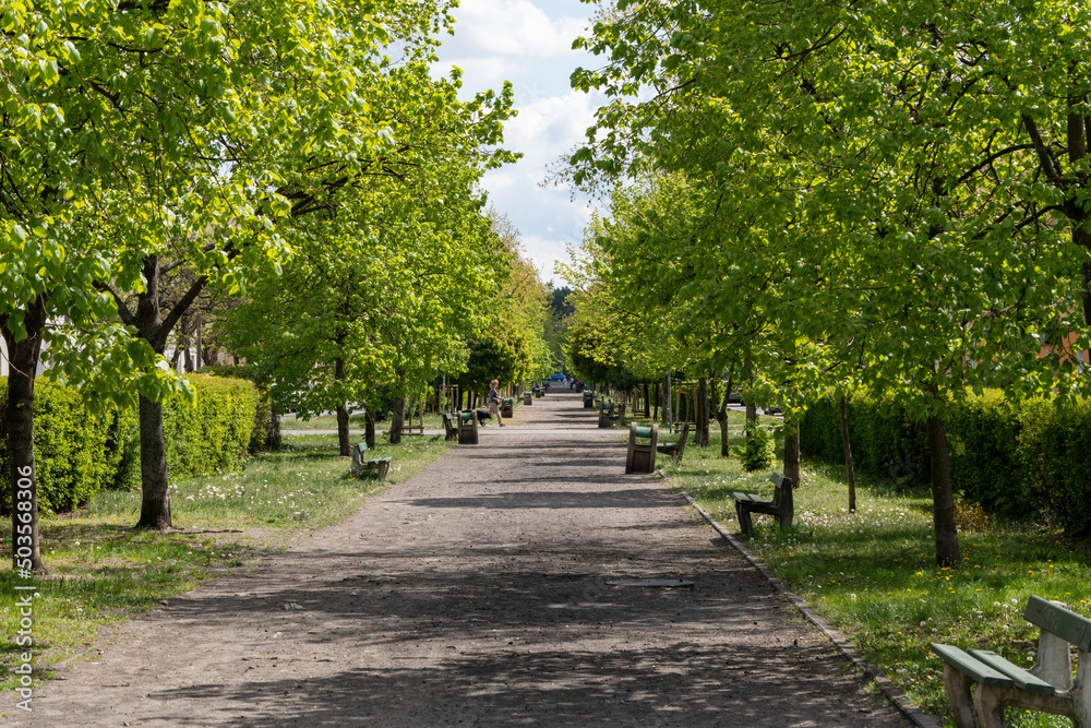 row of green trees at the park avenue row of green trees at the park avenue