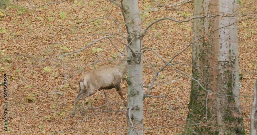 Red deer (Cervus elaphus) running in the autumn forest