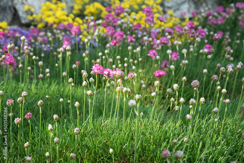 Fototapeta Naklejka Na Ścianę i Meble -  Kwitnące kwiaty polne. Wiosna w ogrodzie.