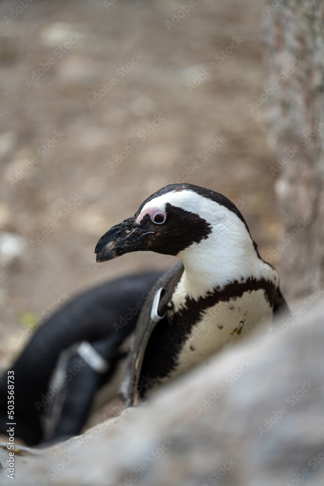 Fototapeta premium zbliżenie, mały czarno biały pingwin, wybieg w zoo