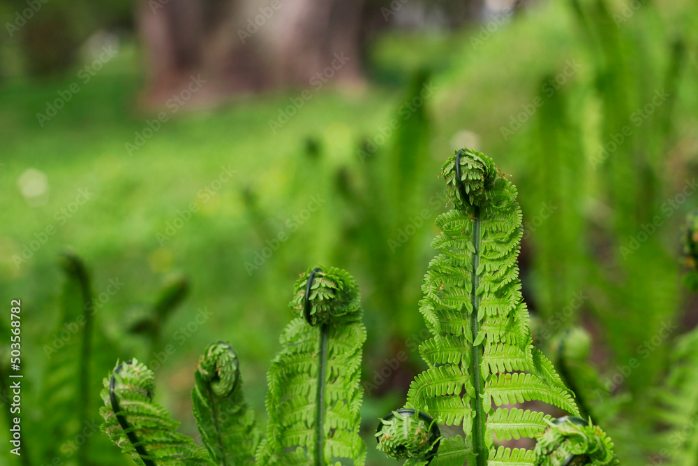 young green fern leaves in spring forest as a nature background young green fern leaves in spring forest as a nature background