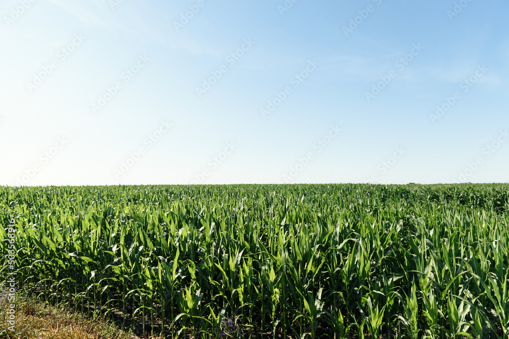 Corn in the field after spraying with pesticides. Droplets on corn leaves on the field. Corn on the field on sky background Corn in the field after spraying with pesticides. Droplets on corn leaves on the field. Corn on the field on sky background