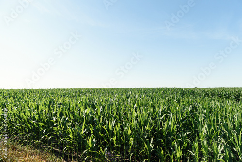 Corn in the field after spraying with pesticides. Droplets on corn leaves on the field. Corn on the field on sky background