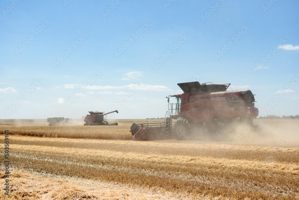 Fototapeta premium Combines harvest grain in the field, fence view. Red harvesters harvest wheat.