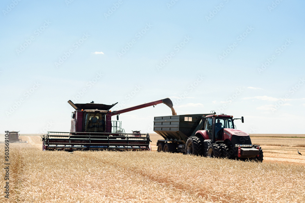 Obraz premium The combine unloads the harvested grain into a tractor trailer in the field.