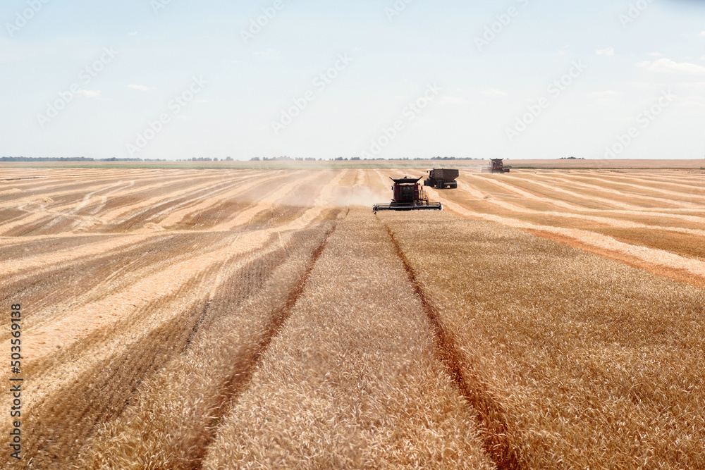 Obraz premium The combine harvests in the field, far front view. Red Combine harvests wheat