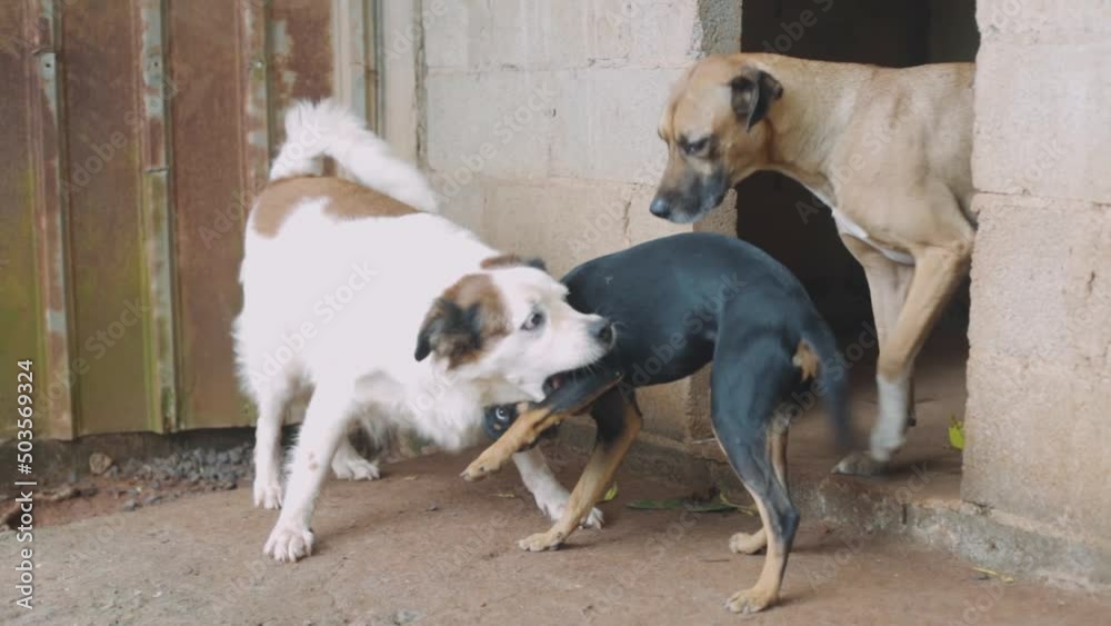 two playful dogs, biting each other two playful dogs, biting each other