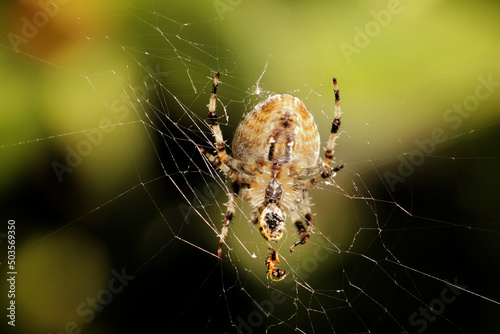 Closeup of a big spider weaving a web outdoors with a blurry background