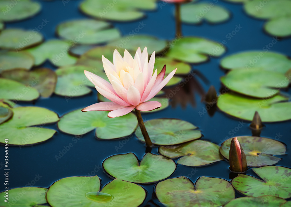 Water lily lotus flower in pond green leaves. Water lily lotus flower in pond green leaves.